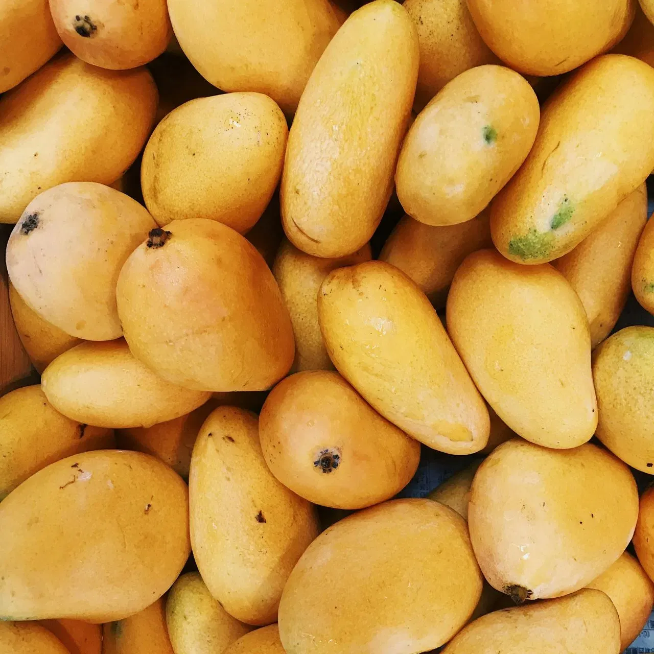aam