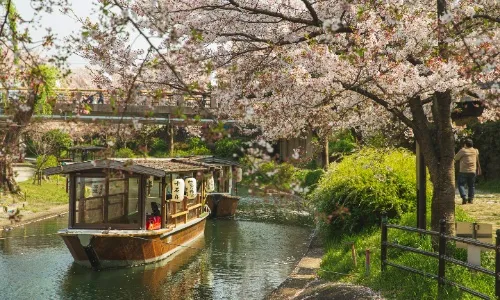 Enjoy the beautiful sakura in Kyoto, Japan