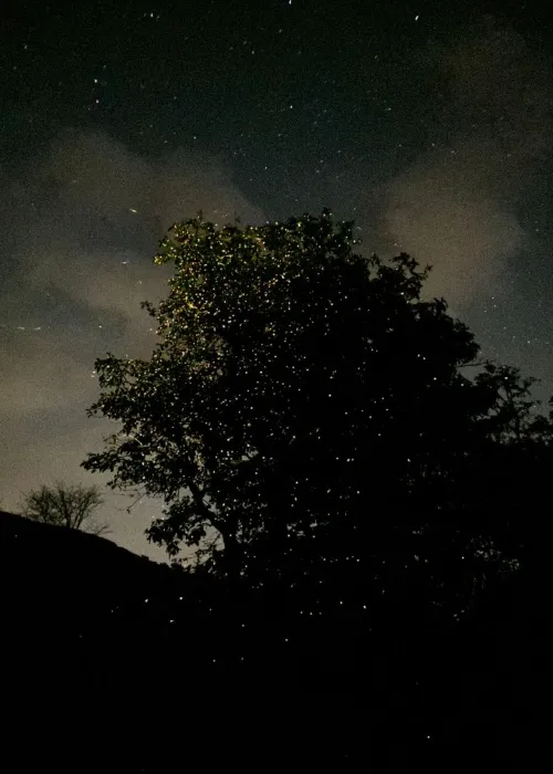 Fireflies around a tree