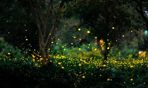 Fireflies2