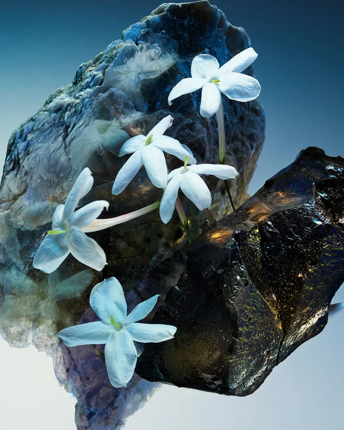 Bvlgari Le Gemme Amunae ~ New Fragrances