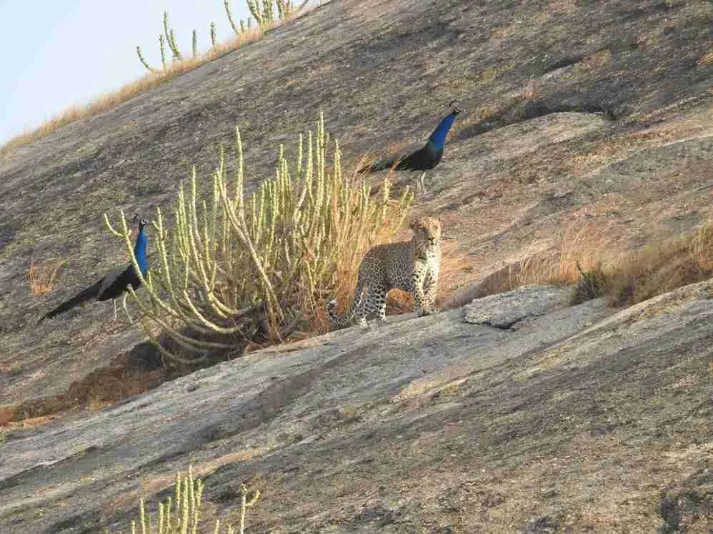 A leopard lounges on a rocky ledge in Jawai, Rajasthan, safely observed from a distance, while two peacocks display their vibrant feathers nearby. This scene showcases the rich biodiversity of this stunning habitat.