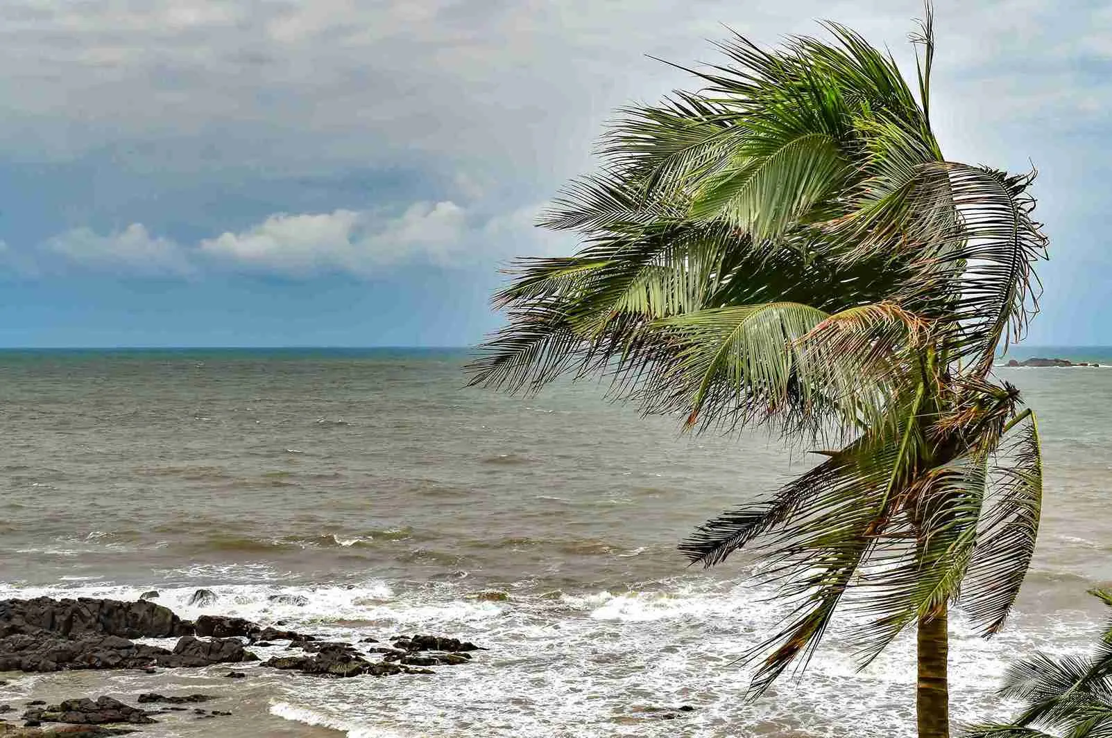 Dark clouds gather over a beach with swaying palm trees, signaling an approaching cyclone. (Image for representational purposes only)