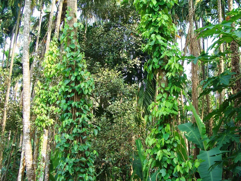 Black Pepper, Piper Nigrum, Climber, Arecanut Tree