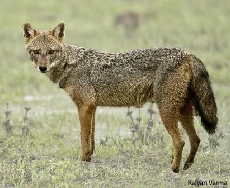Golden Jackal (Credit: Kalyan Varma)