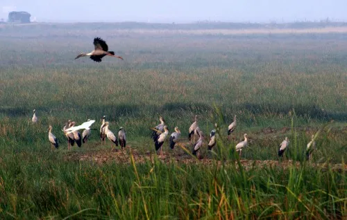 Openbilled storks, Mangalajodi wetland