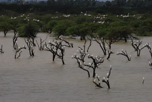 Koonthakulam wetland