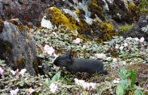 The black pika sighted © Aishwarya Maheshwari/WWF-India