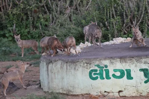 The Jackals of Kala Dungar