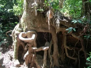 Massive trees spread their roots far and wide on the ground to form crevices that trap the fallen leaves which provide nourishment to the trees as they decompose.