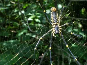 Agumbe is home to a vast variety of flora and fauna, who thrive in the tropical rainforest.