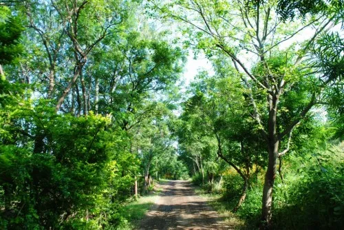 Today, that boulder-ridden patch is The Gandhians Farm, home to over 1 lakh trees
