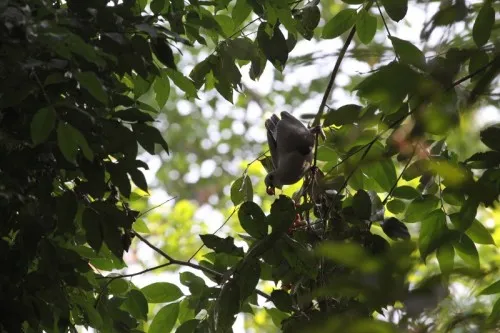 The Pompadour Pigeon plucking a berry