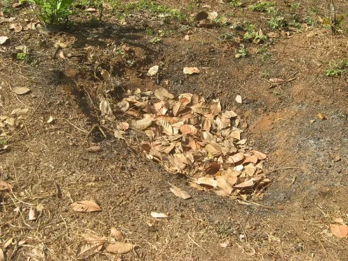 Mulching pit at AR Farms, Heroor village, Kundapur, Udupi district