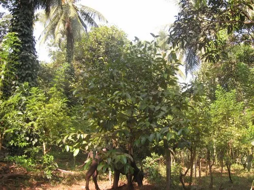 AR Farms at present