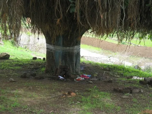 Women celebrate Vatapoornima by holding fasts and tying threads around a peepul tree, praying for their husband's longevity