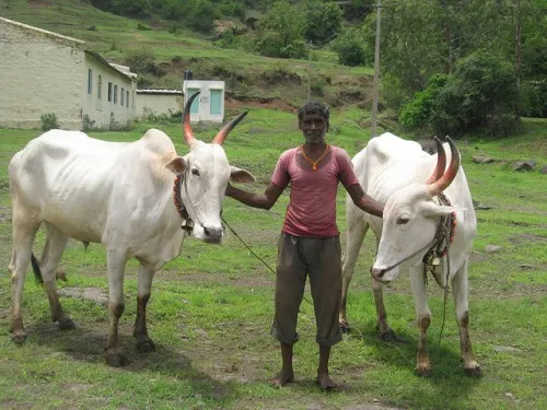 These lush green surroundings are short-lived. Acute water scarcity during summer months and the lack of access to water from the dam, which is diverted to Pune city, leads to drought-like conditions in summer. Adoption of rainwater harvesting techniques on the hill tops can go a long way in taking care of the water needs of the villages during summer