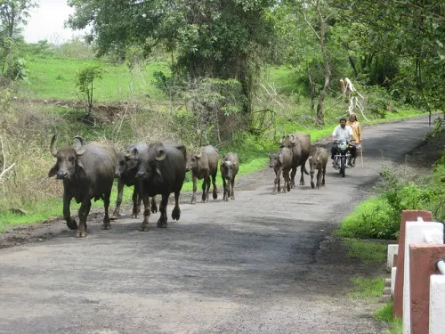 Cattle set off to graze in the lush green surroundings. There isn't much grass in the summer months.