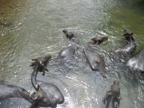 The cattle laze around in the waters of the full stream.