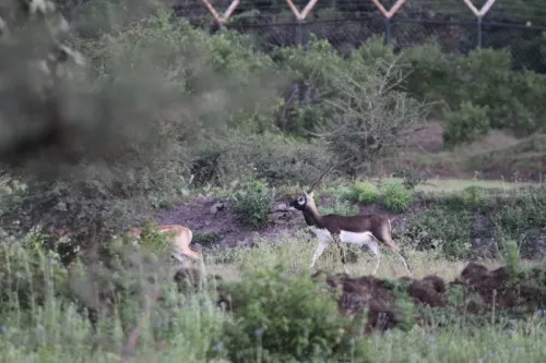 The blackbuck, who have moved out of the sanctuary