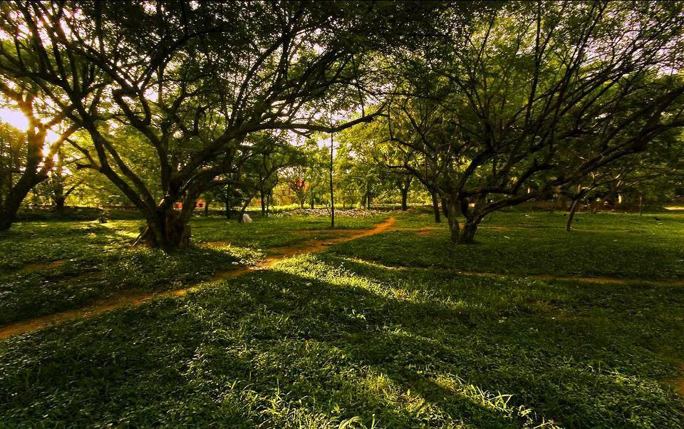 Cubbon-Park,-Bangalore,-India