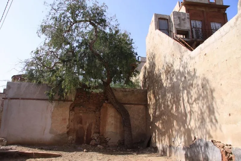 5.When I went to meet him, he was sitting in the shade of an old Khejri tree. With a twinkle in his septuagenarian eye, he told me a secret. This tree had completely dried up and was taken for dead for two years. But during the unprecedented rains this year, the dead tree sprouted new leaves and was leading its second life. 