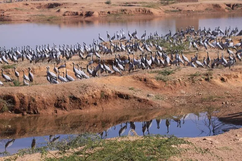 7.As I gazed at the empty Jain havelis that form the distinct heritage of this dusty village, a thought crossed my mind. The migratory Jains make their annual trip here travelling thousands of kilometres, and so do the Demoiselle Cranes. 