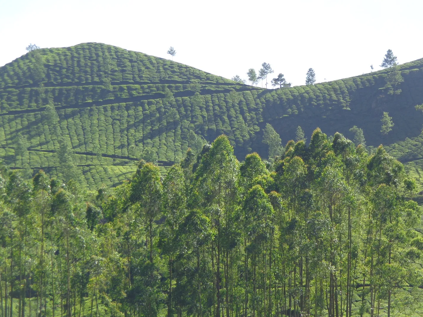 munnar4