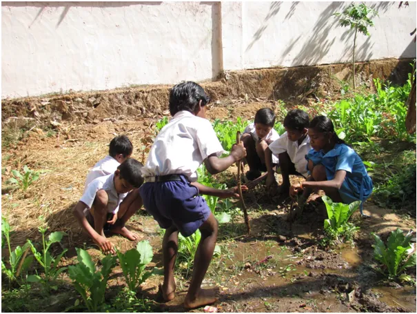 School vegetable garden.