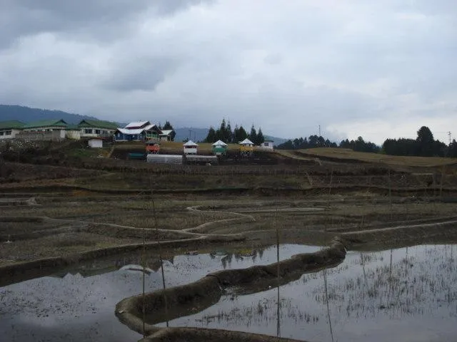 The rice fields