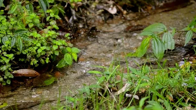 Dling lake revival
