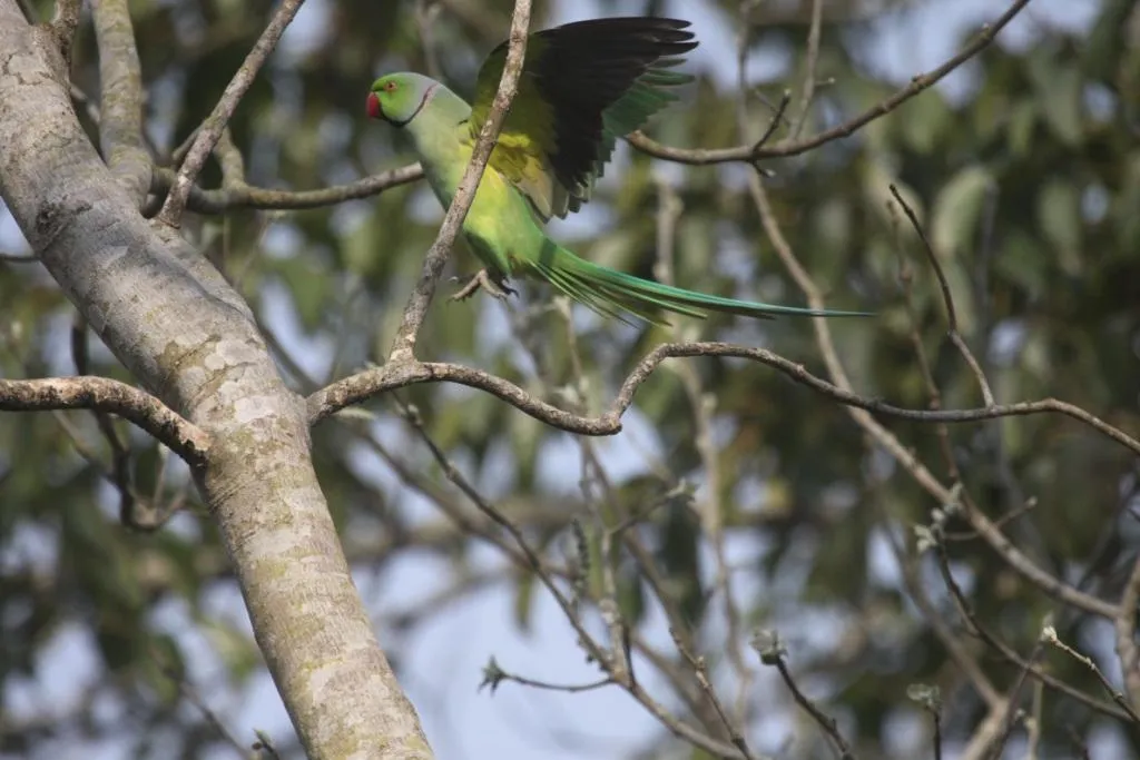 Rose-ringed parakeet about to land.