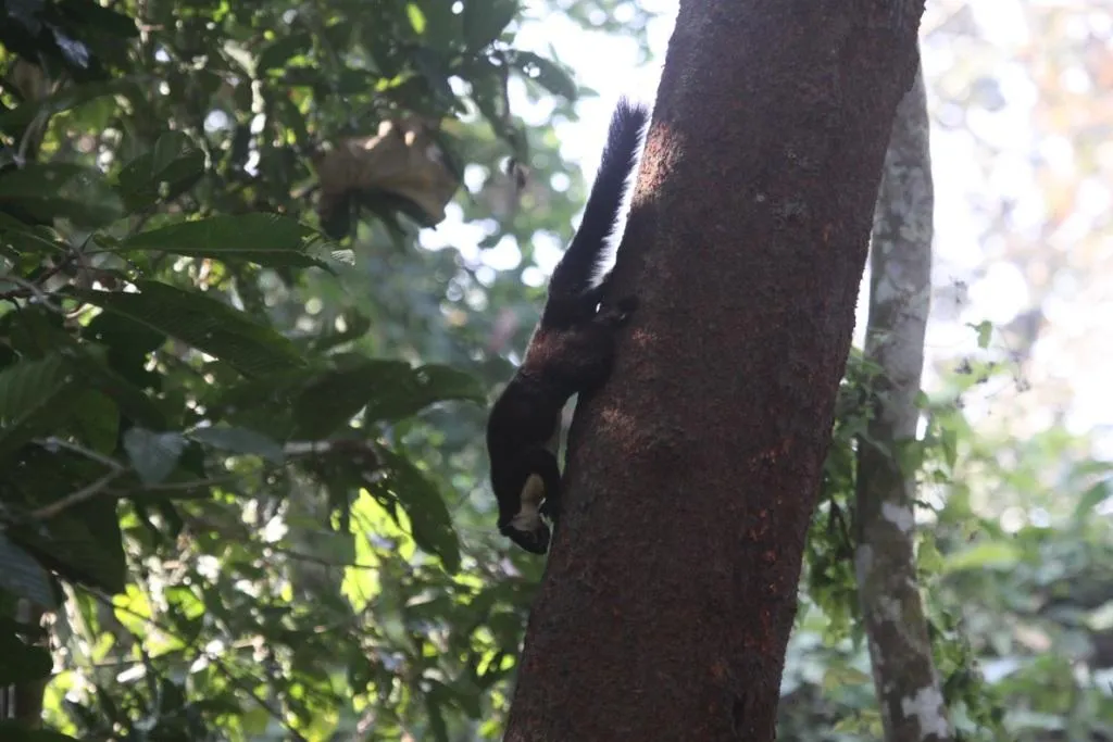 Nameri national park