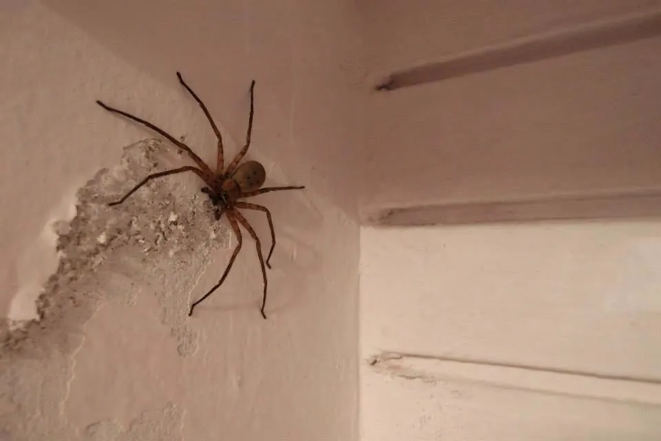 spider, netala