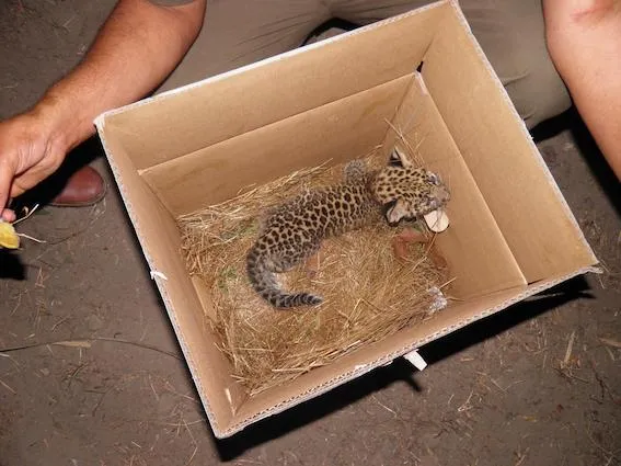 The team has rescued and hand-raised 5 leopard cubs.