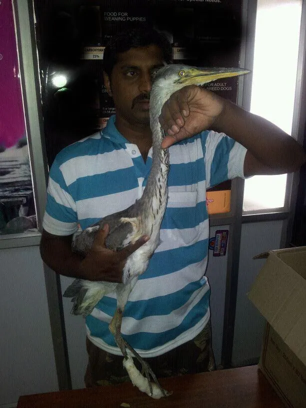 Grey Heron was rescued from Bangalore after a local fisherman threw a coconut shell at him.