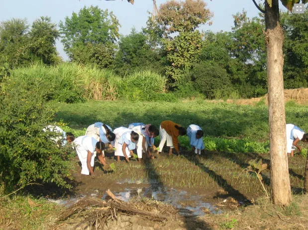 Bhikhubhai and team has also donated mango trees to the farmers.