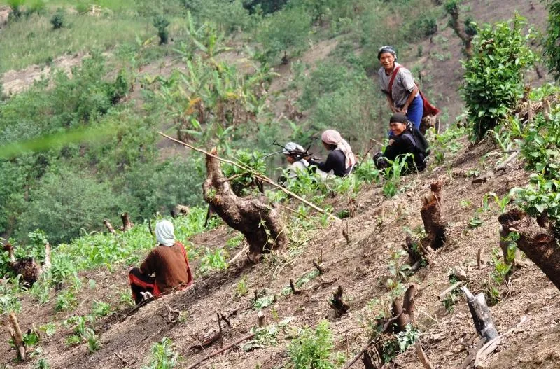 jhum farming in Nagaland