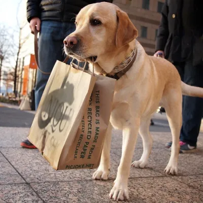career_pet grooming