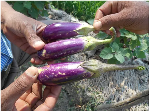 An organic farmer shows brinjals from his field. Notattractive but tastier & healthier than inorganic brinjals. 