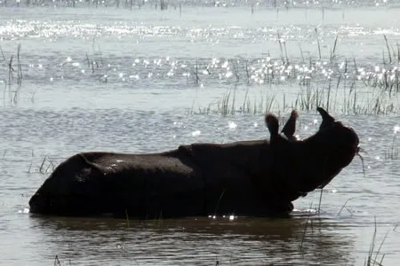 Rhino enjoying the water.