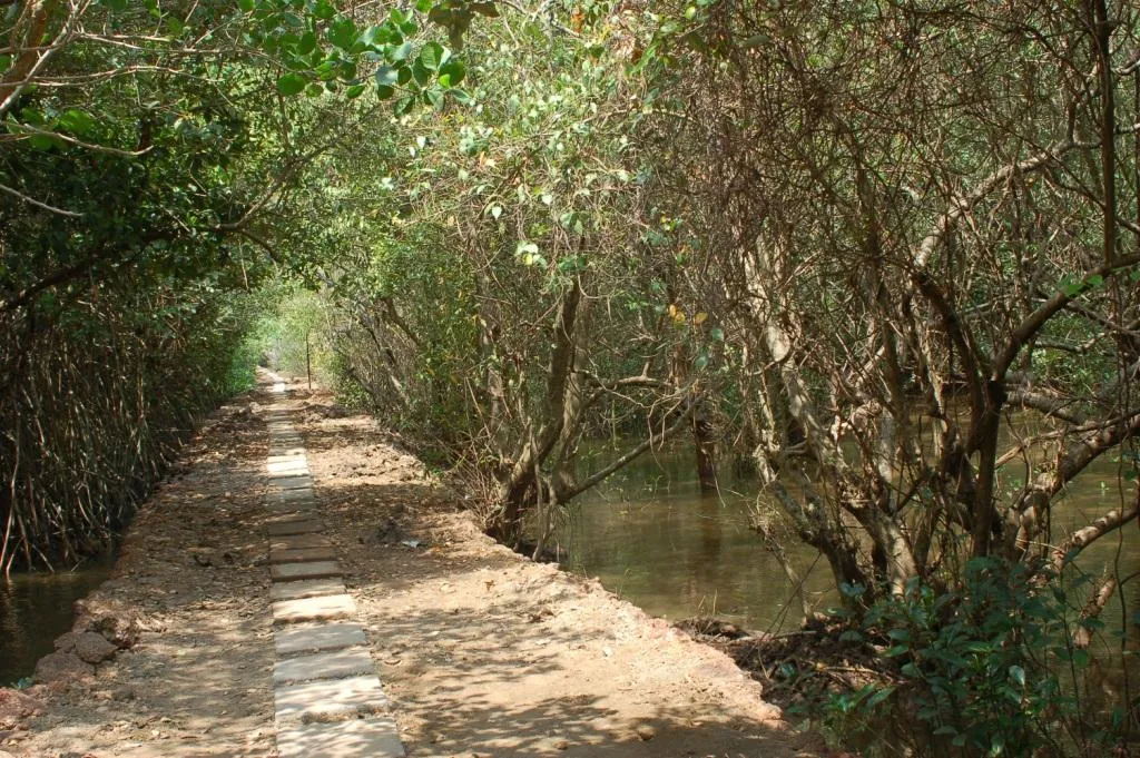 The pathway inside Chorao mangrove sanctuary.