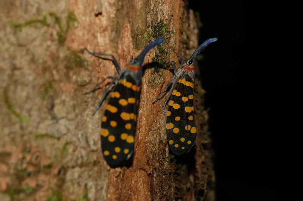 Lantern Fly.