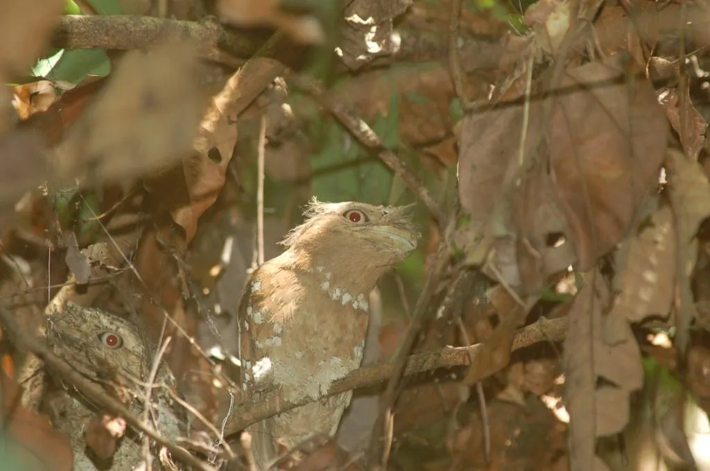 The endangered Ceylon Frogmouth.