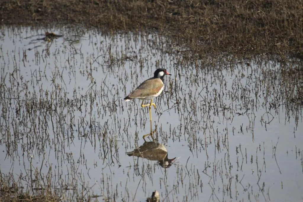 Redwattled Lapwing that screams 'Did he do it?'