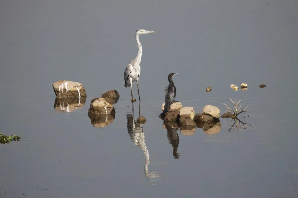 Birds of different feathers.
