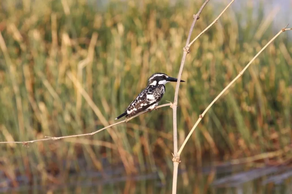 Pied Kingfisher.