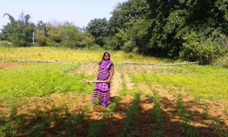 More than 300 farmers in Deoghar district, Jharkhand, have been trained in Sustainable Integrated Farming Systems (SIFS). Jaimala Devi, 36, whose family has a 40 decimal farmland has greatly benefitted from this knowledge gained from the local farmers club. (Saadia Azim\ WFS)