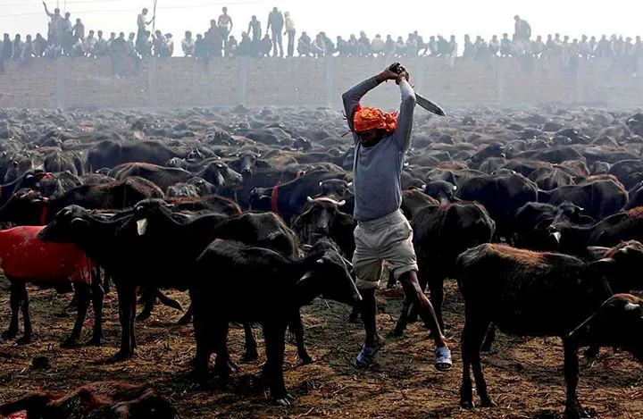 gadhimai
