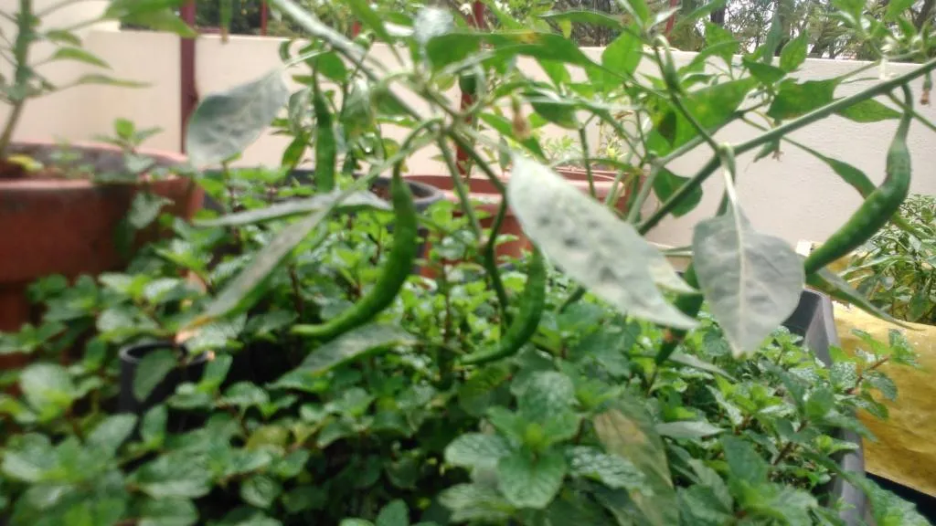 Chillies are one of the easiest veggies to grow.